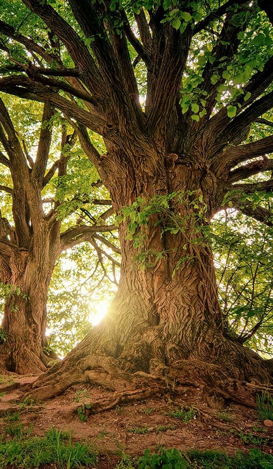 In tantra, we like to work with the following five elements of nature: Earth, Fire, Water, Air, Ether